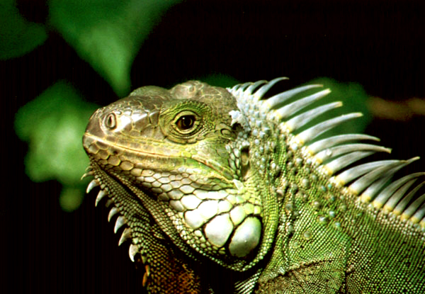 Photography by goblin for DesignCrowd (Community Contests) | Design #9147539