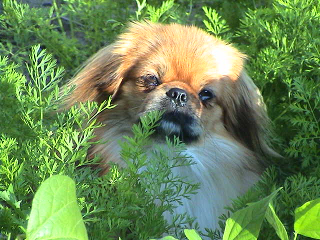 Photography by bubufr for DesignCrowd (Community Contests) | Design #9147592