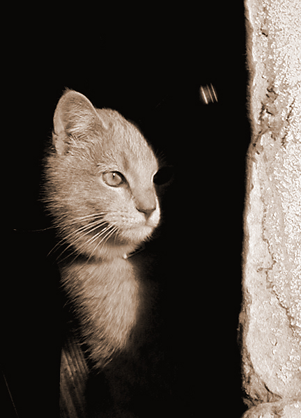 Photography by compugoddess for DesignCrowd (Community Contests) | Design #9147629