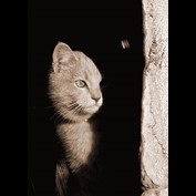 Photography by compugoddess