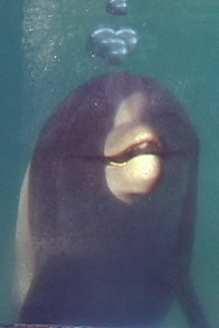 Photoshop Design by scotty2hotty for DesignCrowd (Community Contests) | Design #9148281