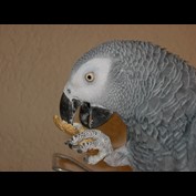 Photography by Ankabout