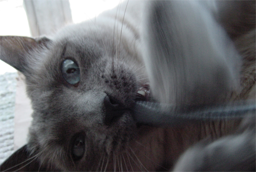 Photography by rusty76 for DesignCrowd (Community Contests) | Design #9147558