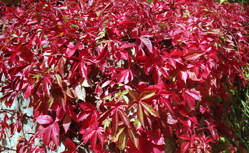 Photography by GothGargoyle for DesignCrowd (Community Contests) | Design #9145675