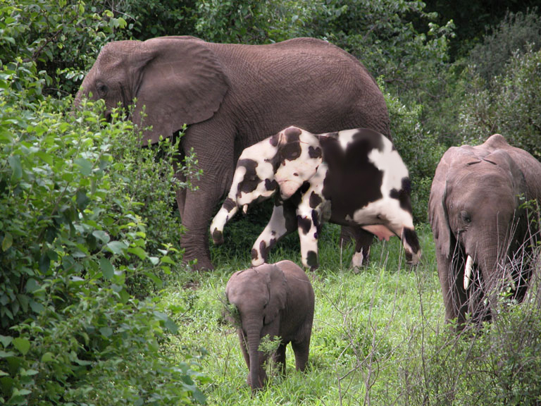 Photoshop Design by MAX-theHitMan for DesignCrowd (Community Contests) | Design #9145073