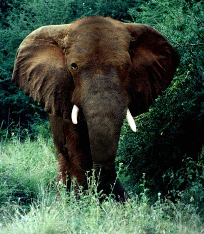 Diseño de Photoshop por DustMan para DesignCrowd (Community Contests) | Diseño #9145078