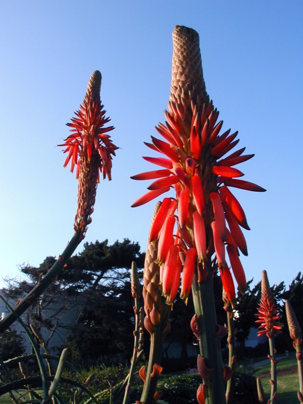 Fotografie von Tommy1de für DesignCrowd (Community Contests) | Design #9145686