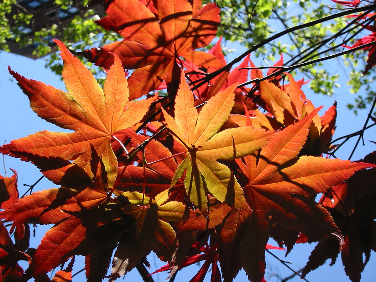 Photography by PeterSealy for DesignCrowd (Community Contests) | Design #9145697