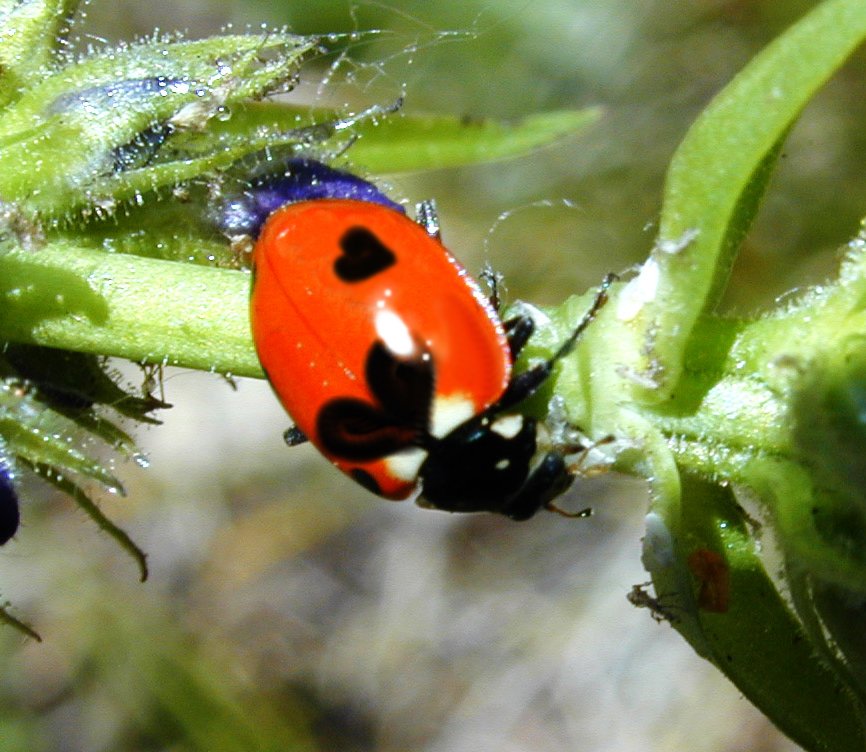 Diseño de Photoshop por tomgirl80 para DesignCrowd (Community Contests) | Diseño #9145089