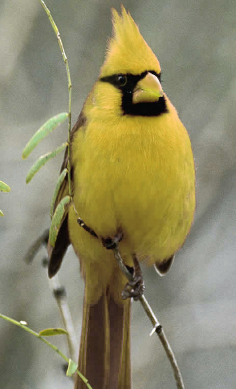 Design Photoshop par hesredbird pour DesignCrowd (Community Contests) | Design #9145132