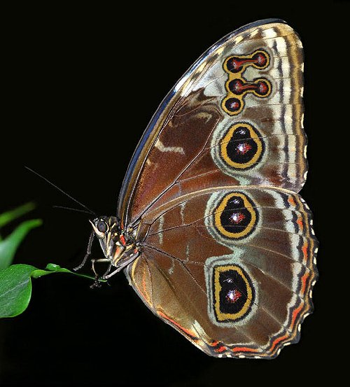 Photoshop Design by Cj for DesignCrowd (Community Contests) | Design #9145208