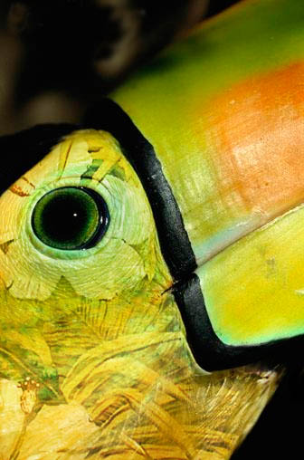 Photoshop-Design von tiare für DesignCrowd (Community Contests) | Design #9145185