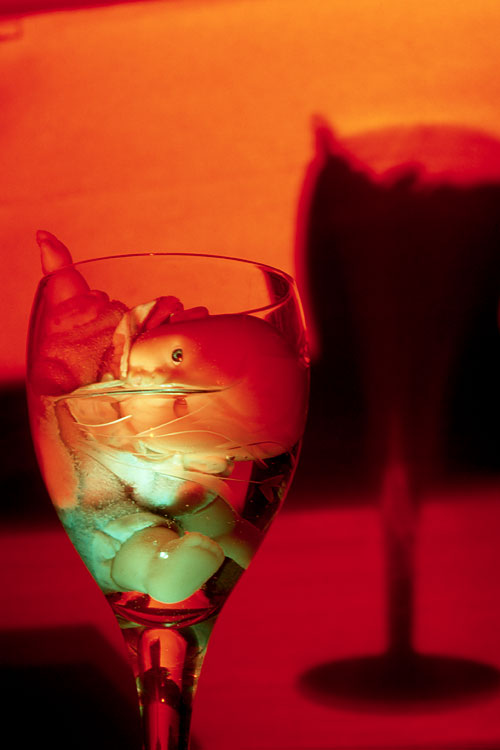 Photography by Six-Something for DesignCrowd (Community Contests) | Design #9145874