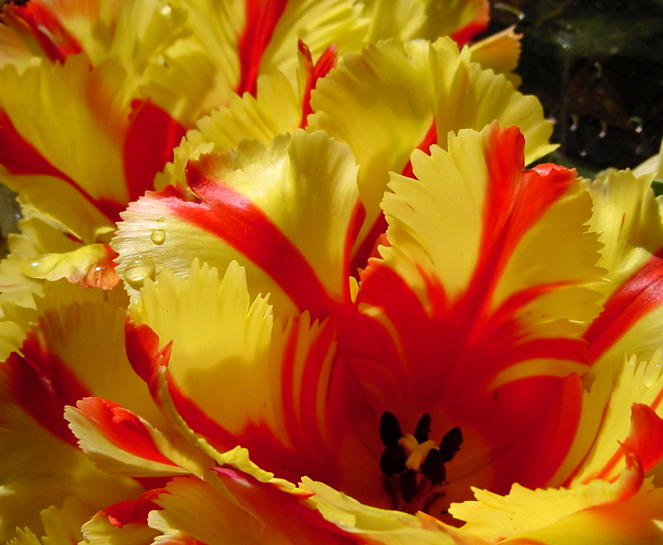 Photography by rusty76 for DesignCrowd (Community Contests) | Design #9145832