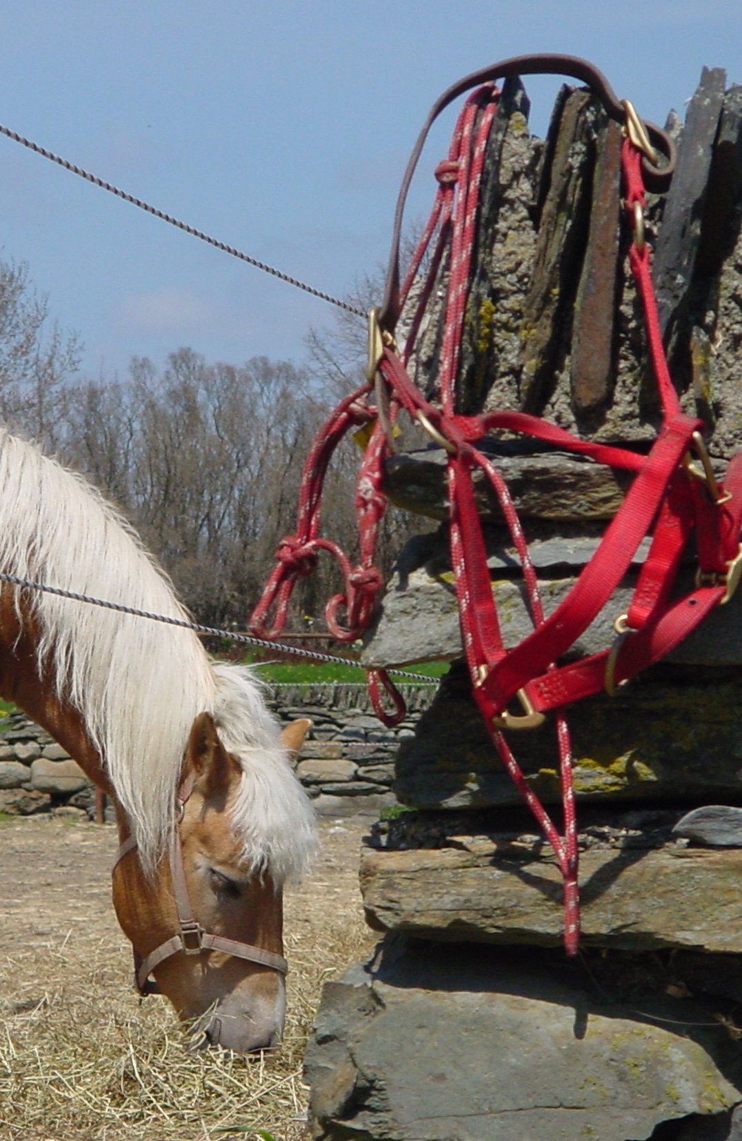 Photography by g4girl for DesignCrowd (Community Contests) | Design #9145828