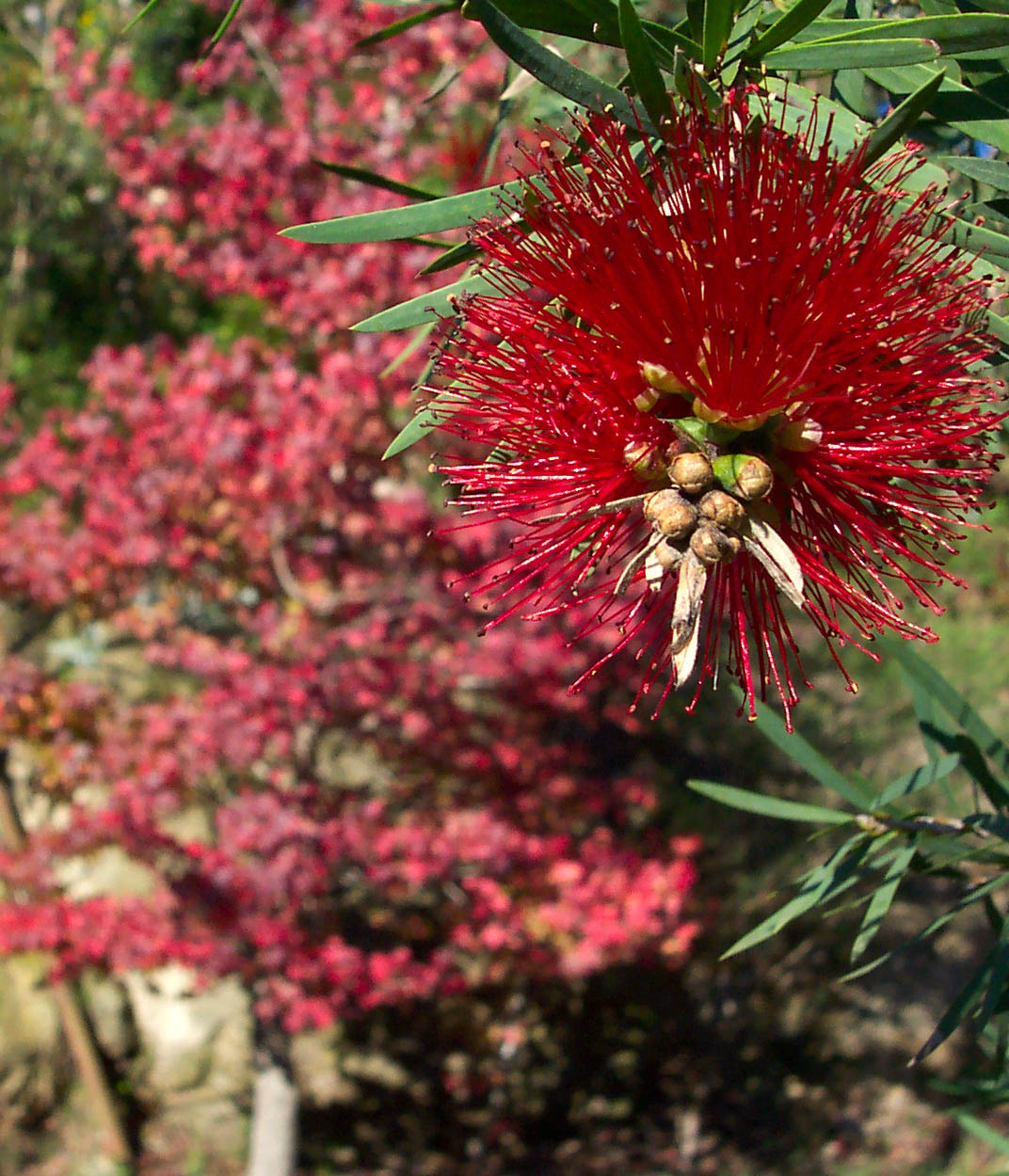 Photography by BronzeWing for DesignCrowd (Community Contests) | Design #9145882