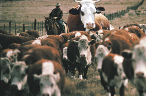 Diseño de Photoshop por DustMan para DesignCrowd (Community Contests) | Diseño #9129632