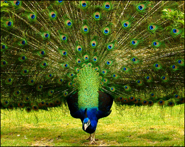 Photography by FastLane for DesignCrowd (Community Contests) | Design #9129444