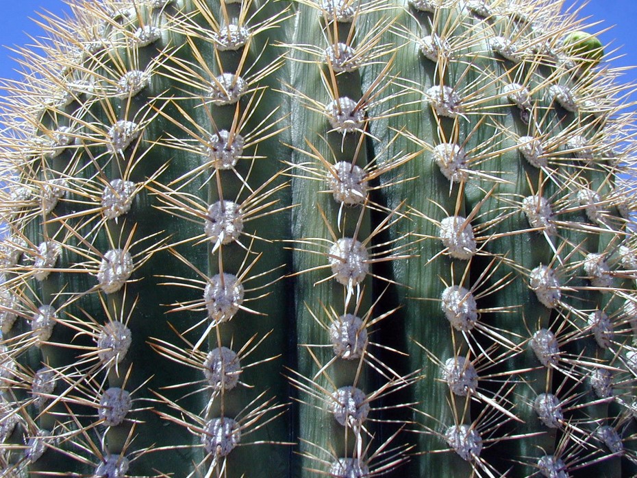 Photographie par Tommy1de pour DesignCrowd (Community Contests) | Design #9129459