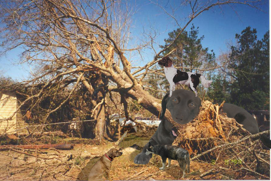 Photoshop Design by Axiom for DesignCrowd (Community Contests) | Design #9129798