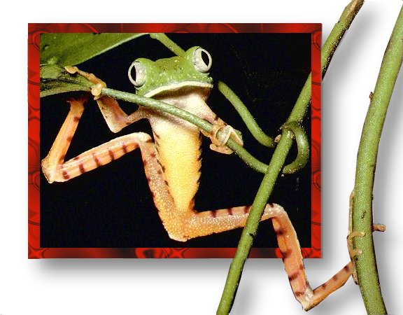 Photoshop Design by bubufr for DesignCrowd (Community Contests) | Design #9148808