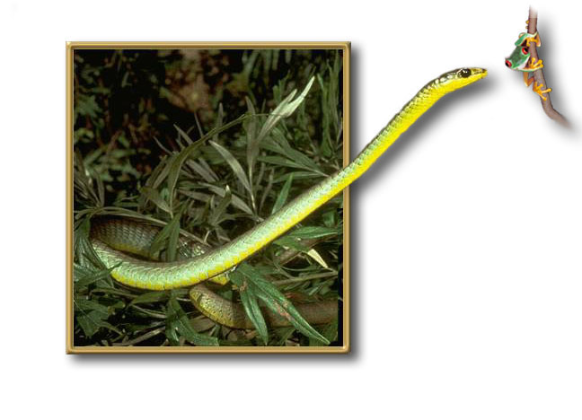 Photoshop Design by dnowhat for DesignCrowd (Community Contests) | Design #9148813