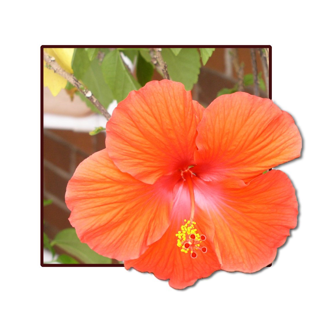 Photoshop-Design von tomgirl80 für DesignCrowd (Community Contests) | Design #9148889