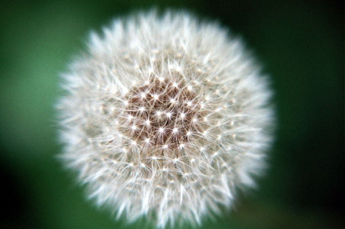 Fotografie von goblin für DesignCrowd (Community Contests) | Design #9129565