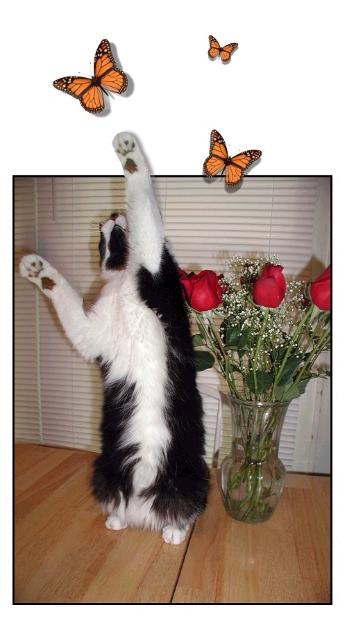 Photoshop Design by babyliz for DesignCrowd (Community Contests) | Design #9149016