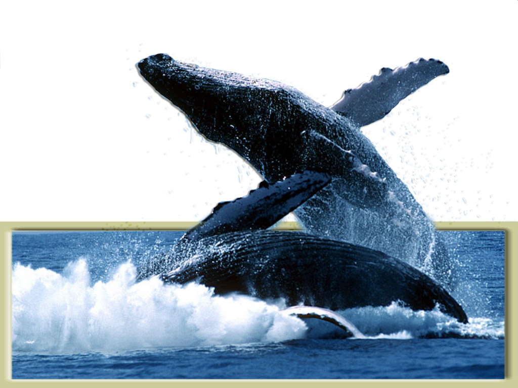 Photoshop-Design von Brass_Elephant für DesignCrowd (Community Contests) | Design #9149000