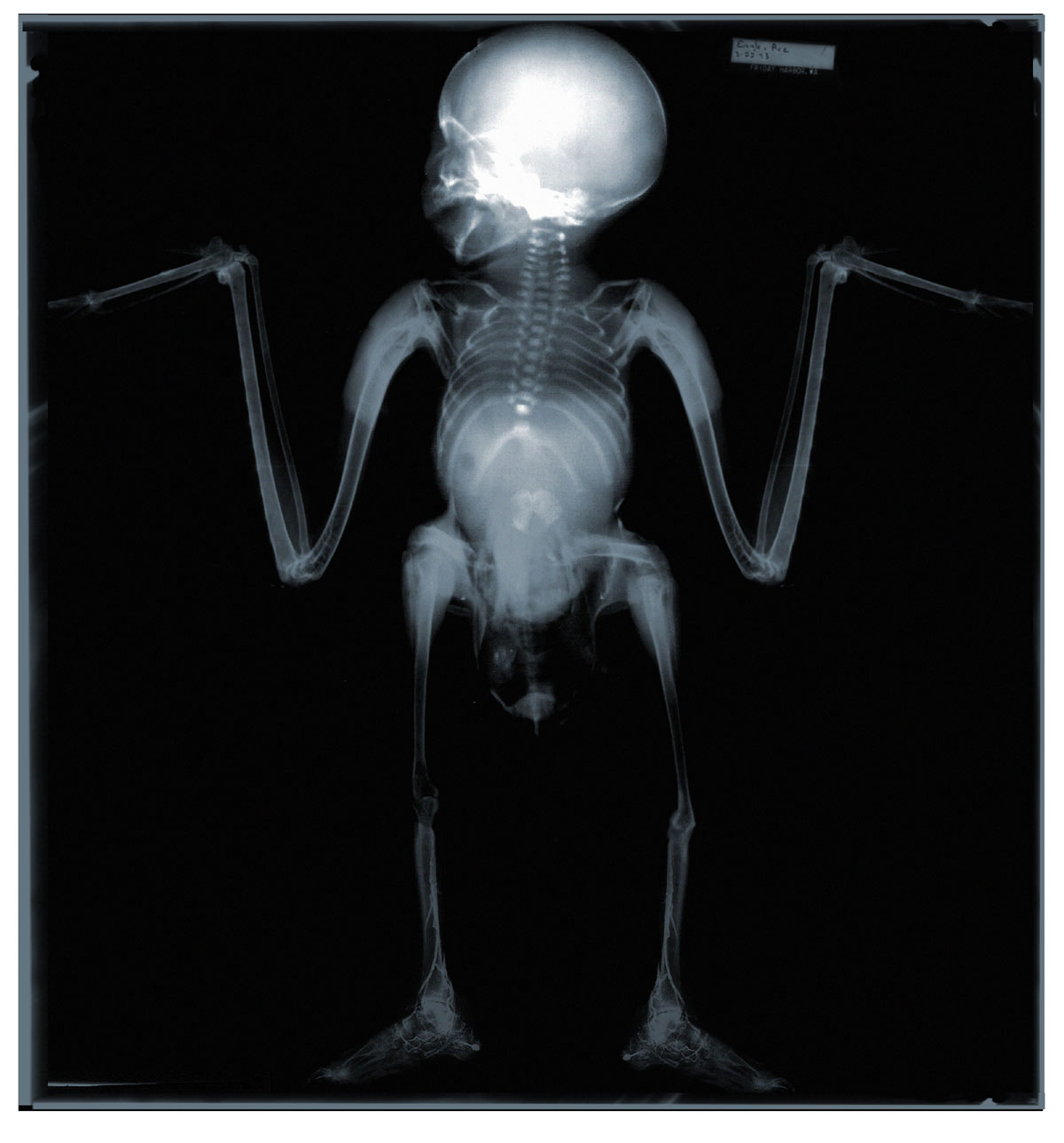 Design Photoshop par Jolt pour DesignCrowd (Community Contests) | Design #9122037