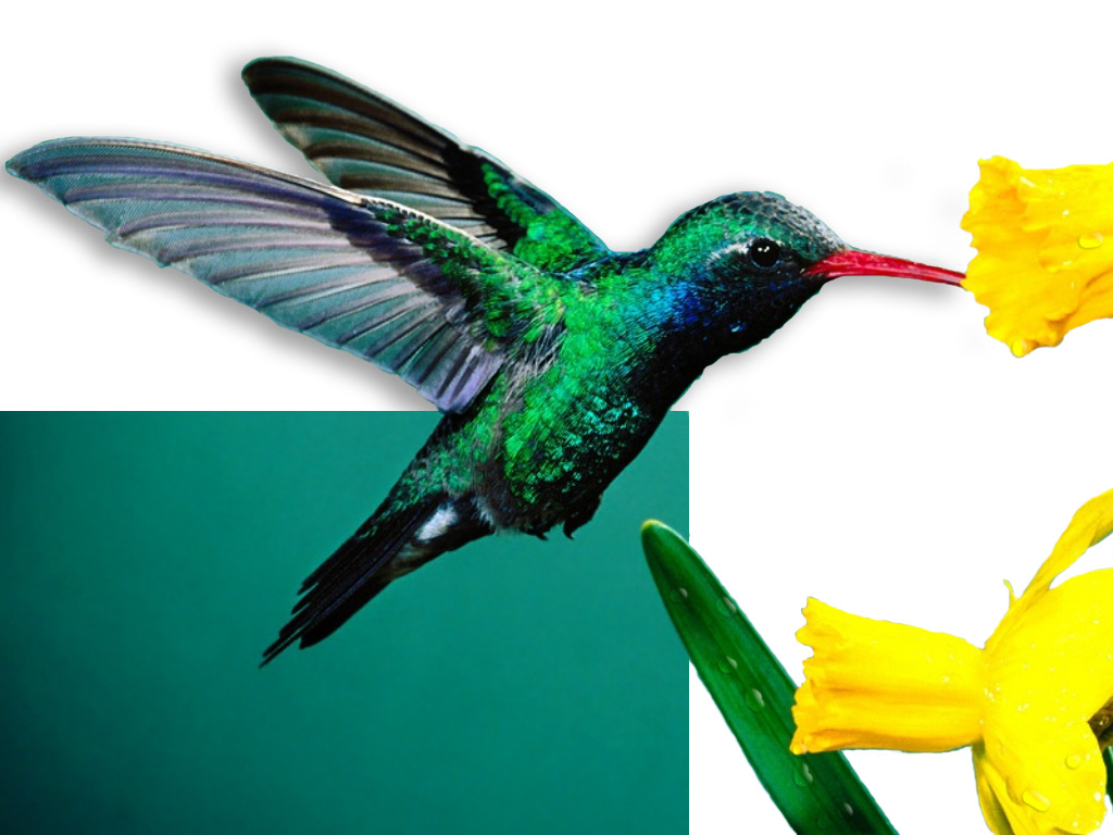 Photoshop-Design von Brass_Elephant für DesignCrowd (Community Contests) | Design #9141858