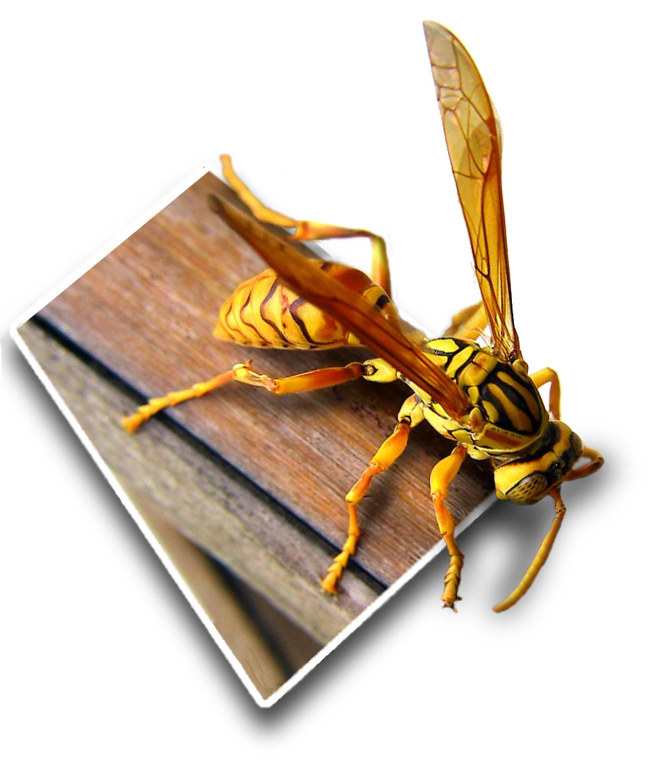 Photoshop Design by killswtch_BANNED for DesignCrowd (Community Contests) | Design #9142073