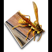 Photoshop Design by killswtch_BANNED