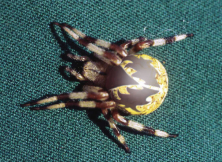 Diseño de Photoshop por MPolgara para DesignCrowd (Community Contests) | Diseño #9142243