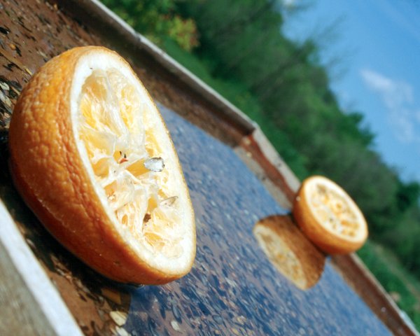 Photography by Six-Something for DesignCrowd (Community Contests) | Design #9148028