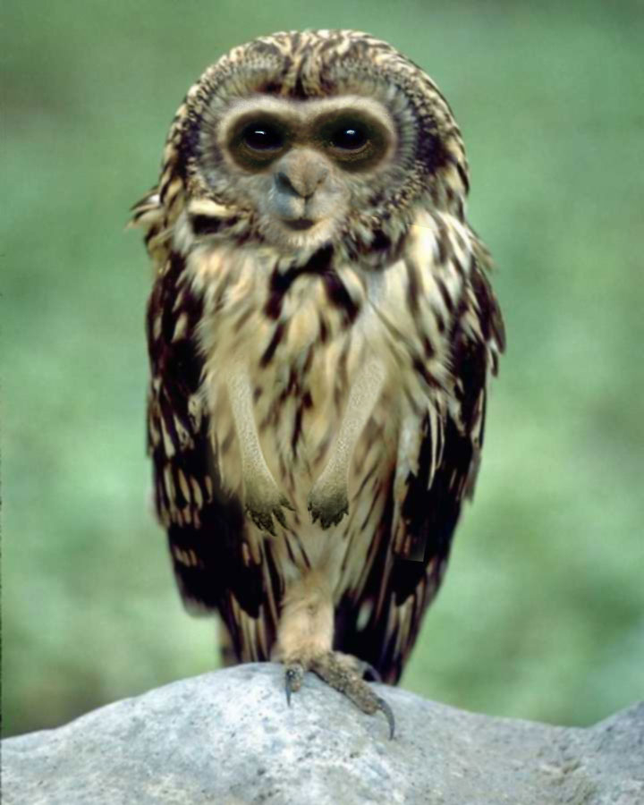 Photoshop Design by MPolgara for DesignCrowd (Community Contests) | Design #9129742