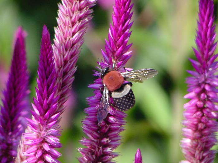 Design Photoshop par tel_BANNED pour DesignCrowd (Community Contests) | Design #9143795