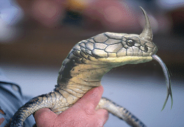 Photoshop Design by Precizion for DesignCrowd (Community Contests) | Design #9129776