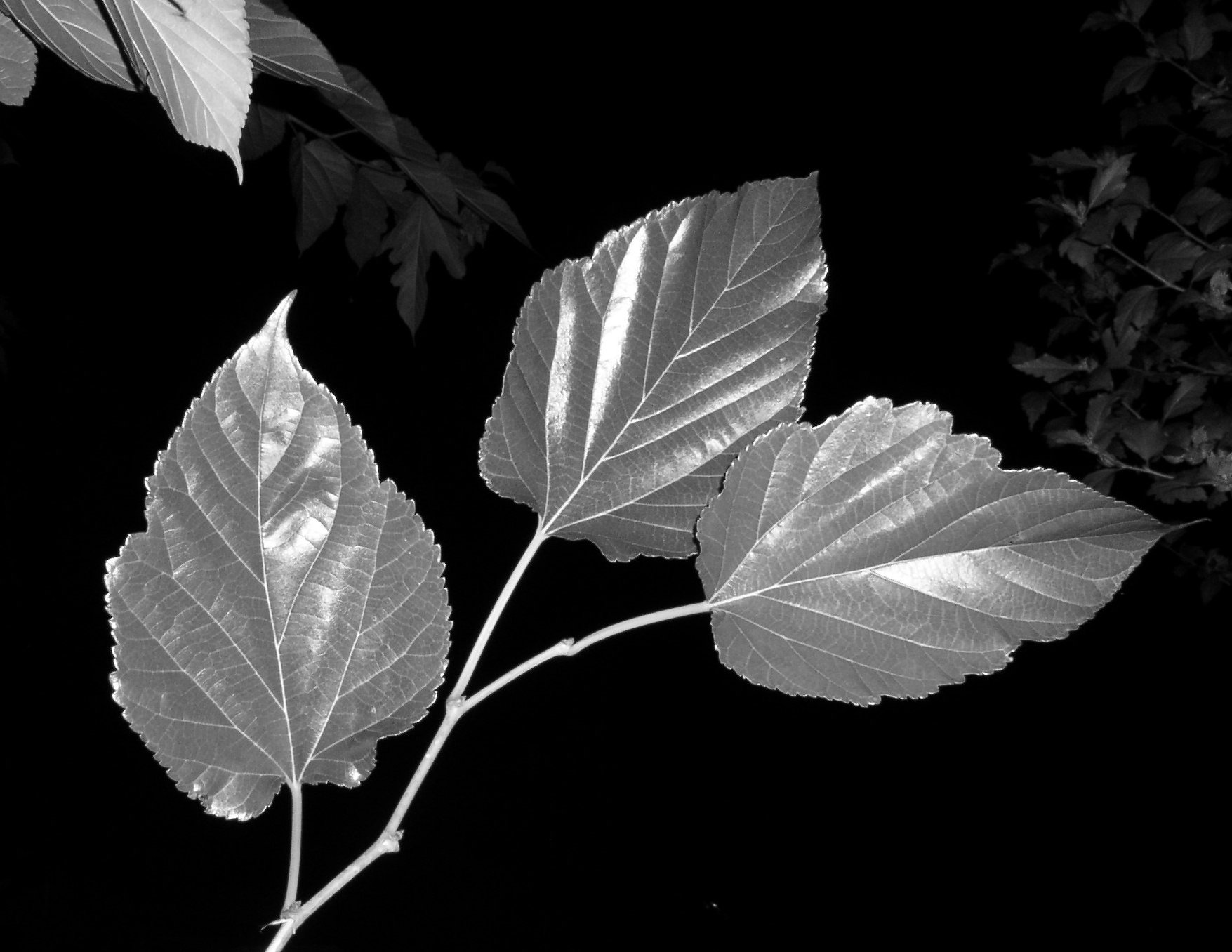 Fotografie von tomgirl80 für DesignCrowd (Community Contests) | Design #9148087