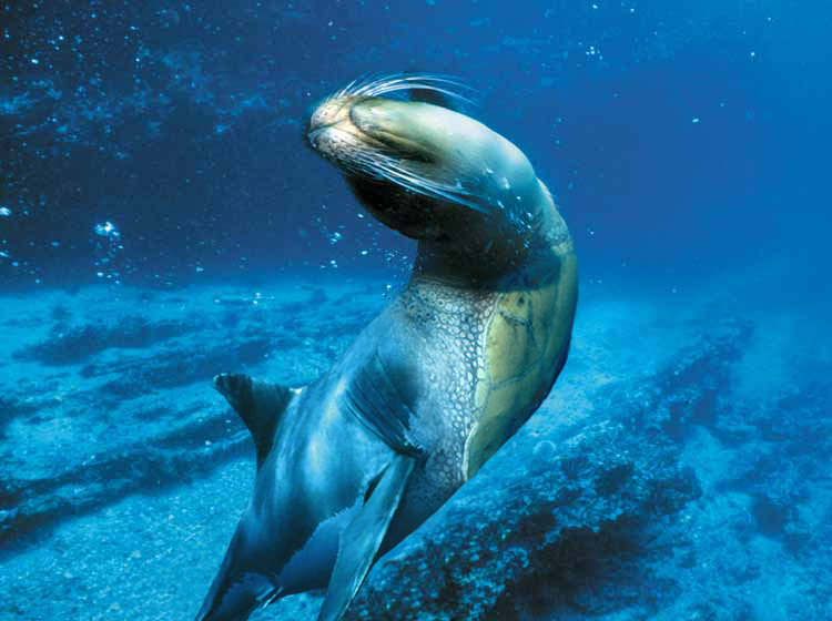 Photoshop-Design von wisbin für DesignCrowd (Community Contests) | Design #9129853