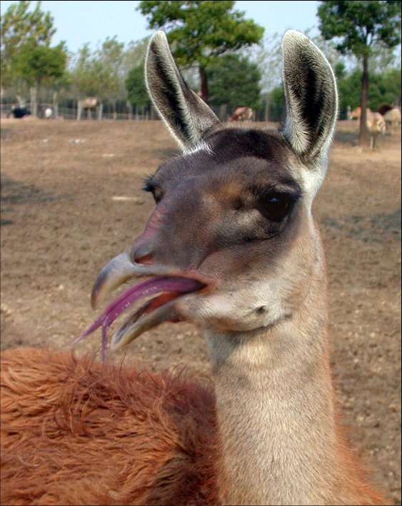 Photoshop Design by Garsaelon for DesignCrowd (Community Contests) | Design #9129845