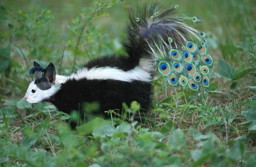 Design Photoshop par Redstar pour DesignCrowd (Community Contests) | Design #9129850