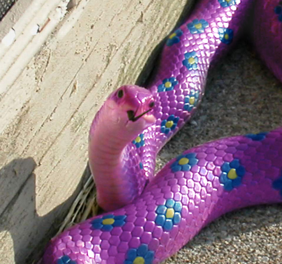 Photoshop Design by MPolgara for DesignCrowd (Community Contests) | Design #9143798