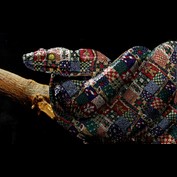 Photoshop Design by Trinity-of-One