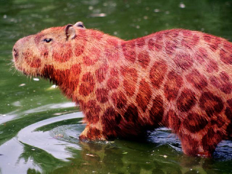 Photoshop Design by Instructio4 for DesignCrowd (Community Contests) | Design #9143831