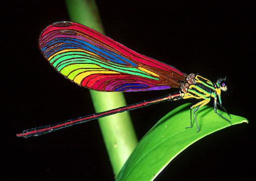 Design Photoshop par Redstar pour DesignCrowd (Community Contests) | Design #9143873