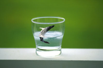 Photoshop Design by Chrace for DesignCrowd (Community Contests) | Design #9139489