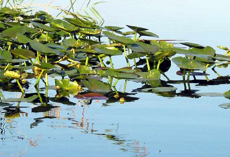 Fotografie von squaredd für DesignCrowd (Community Contests) | Design #9142846