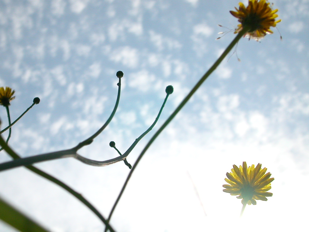 Photography by Gnat for DesignCrowd (Community Contests) | Design #9148030